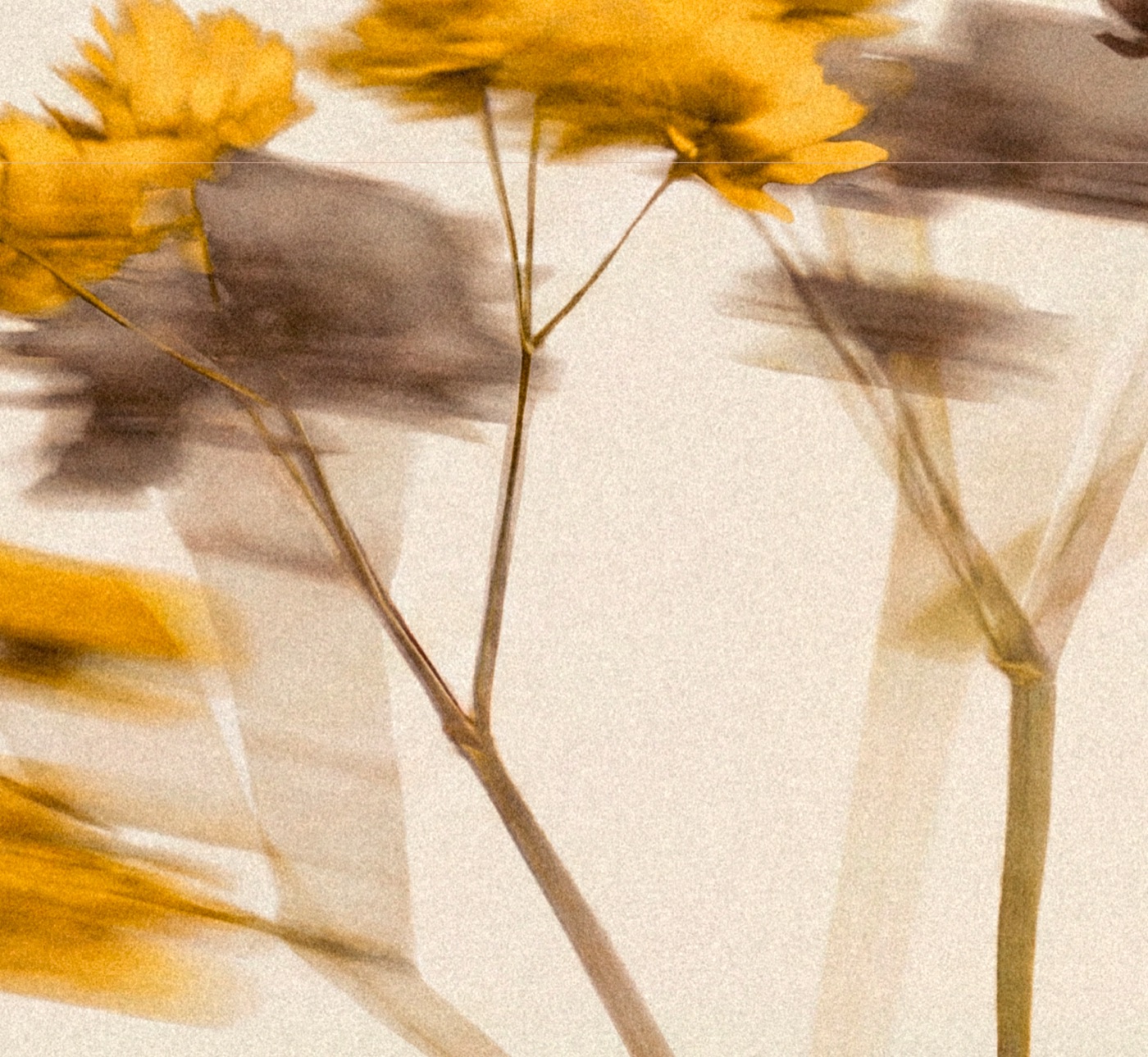 Flores — identidade da Meso Clinic
